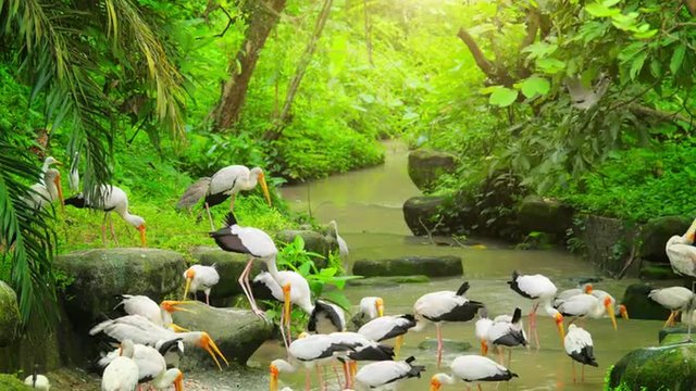 Storks feeding near river in tropical rainforest. Wildlife animals nature video