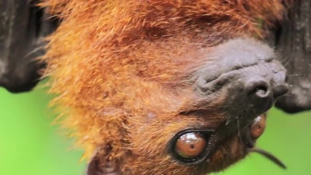 Flying fox or Fruit Bat hanging upside down close up portrait