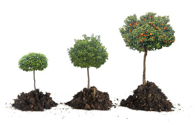 Fototapeta na wymiar Growth of citrus trees