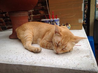 a cat sleeping in the temple at bangkok city