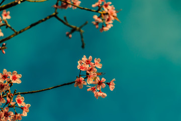 pink blossom flowers with vintage background