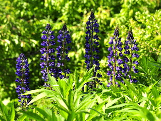 Blue garden lupin Lupinus polyphyllus