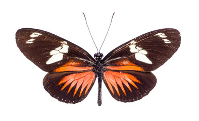 Beautiful colorful butterfly isolated on white