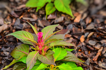 Cockscomb flower