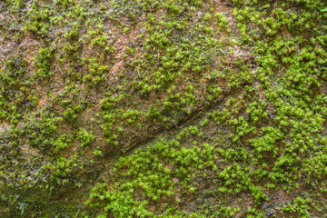 Fototapeta premium Stone overgrown with green moss in forest