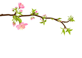 Kirschblüten im Frühling - Schöne rosa farbige Sakura Kirschbaumblüten. Blüten isoliert auf weißem Hintergrund. Traditionelles japanisches Kirschlbütenfest. Springtime Cherry Blossom Beauties.