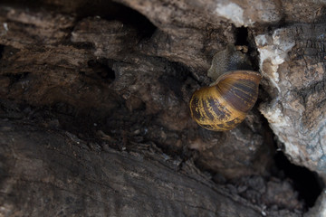 snail crawling on wood