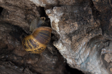 snail crawling on wood