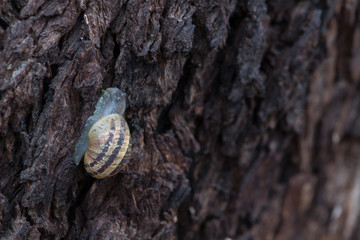 snail crawling on wood