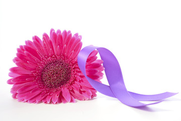 International Womens Day Pink Gerbera