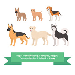 Dogs breed set with french bulldog cockapoo beagle german shepherd labrador husky. Isolated vector illustration