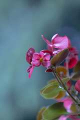 Begonia flower