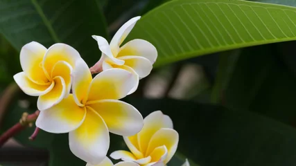 Crédence de cuisine en verre imprimé Frangipanier white frangipani tropical flower, plumeria flower blooming