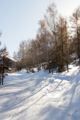 Fototapeta na wymiar ski trail in the mountains among the trees