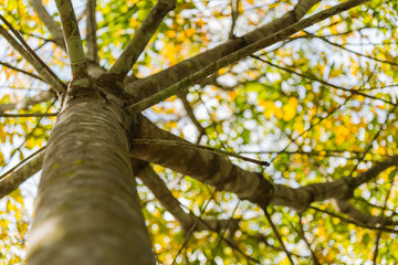 Fototapeta premium Under branch of rubber tree
