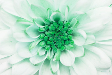 green annealed Chrysanthemum