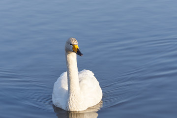 オオハクチョウ　泳ぐ　全体