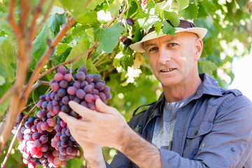 Man standing in vineyard