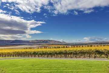 Yellow Leaves Fall Vineyards Red Mountain Benton City Washington