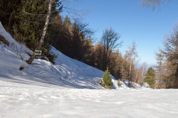 ski trail in the mountains among the trees