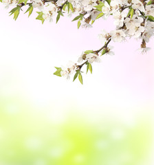 Obraz na płótnie Canvas Flowers of cherry