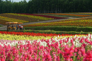 北海道富良野にある 四季彩の丘。満開の花の中をトラクターバスが通る。