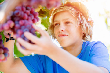 Boy in vineyard