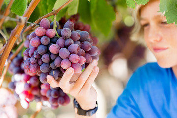 Boy in vineyard