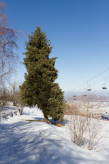 spruce on the slopes