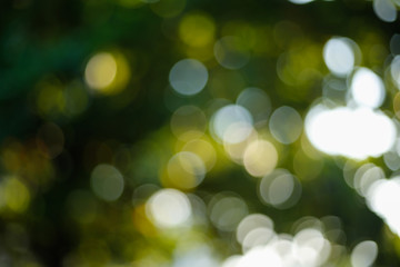 sunlight through leaves on tree, image blur bokeh background
