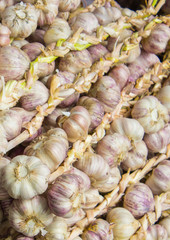 Heap of fresh whole garlic on stall as background
