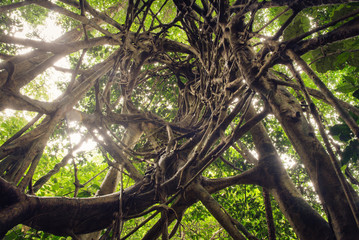 tree root with large trunk above the ground