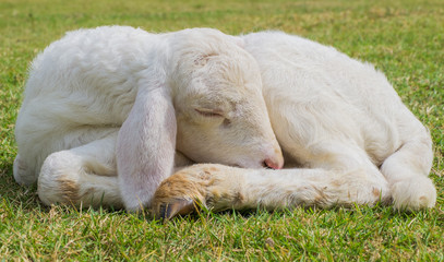 Naklejka premium Sweet dreams lamb 