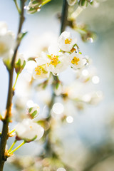 Plum blossom with water drops