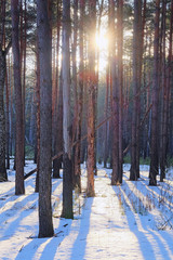 Landscape with the image of a winter forest