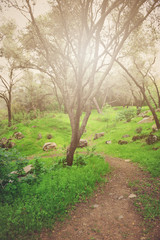 Nature Trail with Retro Style Filter Applied