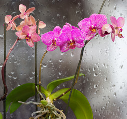 Panele Szklane Podświetlane  Łodygi z kwiatami orchidei na tle okna z kroplami deszczu