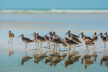 Willet Birds of Florida - Powered by Adobe
