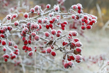 Frosted hawthorn berries in the garden.