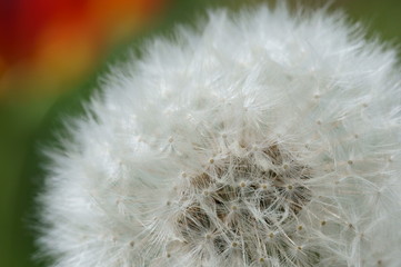 Obraz premium Pusteblume 2