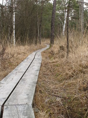 Obraz premium holzsteg im moor