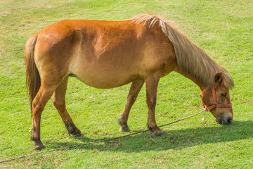 Fototapeta premium dwarf horse