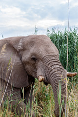 Fototapeta na wymiar big african elephants in Etosha
