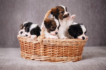 basket with puppy papillon
