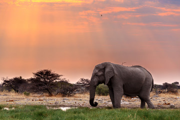 Fototapeta na wymiar big african elephants in Etosha