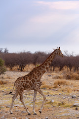 Giraffa camelopardalis near waterhole