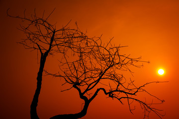 Dry tree against the sky orange