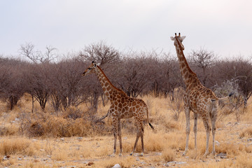 Giraffa camelopardalis near waterhole
