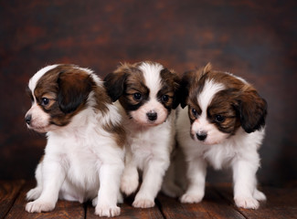 three Puppys papillon