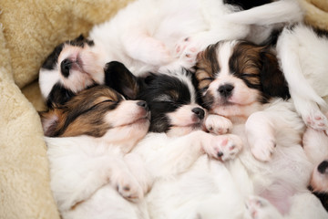 touching puppies sleeping